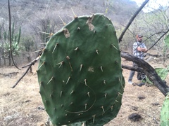 Opuntia wilcoxii