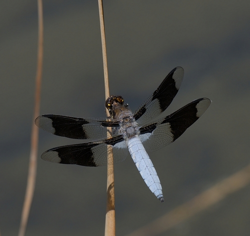 Common Whitetail, photo 10 of 10