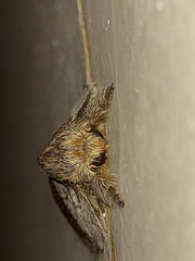 Euglyphis aenegia
