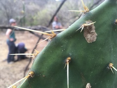 Opuntia wilcoxii
