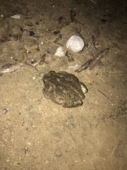 Anaxyrus fowleri