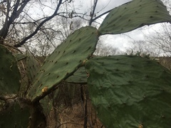 Opuntia wilcoxii