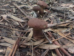 Tylopilus brunneus