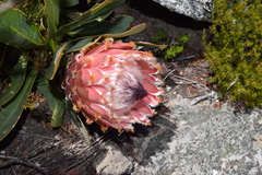 Protea magnifica