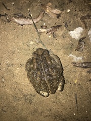 Anaxyrus fowleri