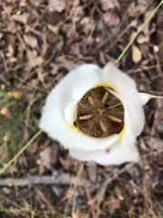 Calochortus superbus