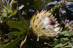 Protea magnifica
