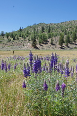 Lupinus lepidus confertus