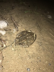 Anaxyrus fowleri