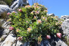 Protea magnifica