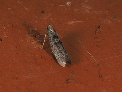 Ceromitia iolampra
