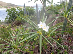 Plumeria alba