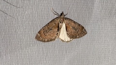 Heterothera postalbida