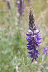 Lupinus lepidus confertus