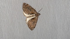Heterothera postalbida