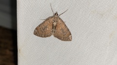 Heterothera postalbida