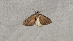 Heterothera postalbida