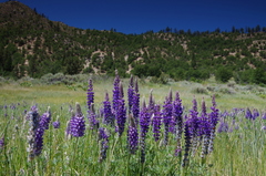 Lupinus lepidus confertus
