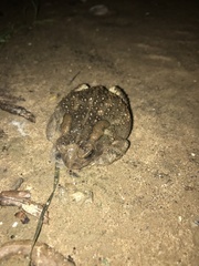 Anaxyrus fowleri