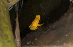 Anomaloglossus beebei