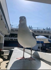 Larus occidentalis