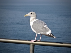 Larus glaucescens × occidentalis