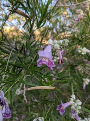 Chilopsis linearis