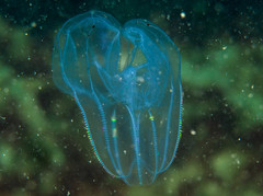 Bolinopsis microptera