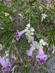 Chilopsis linearis