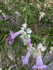 Chilopsis linearis