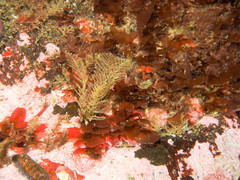 Abietinaria