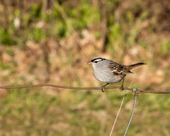 Zonotrichia leucophrys