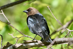 Molothrus ater