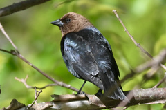 Molothrus ater