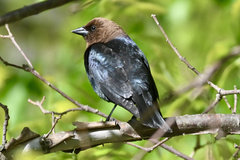 Molothrus ater
