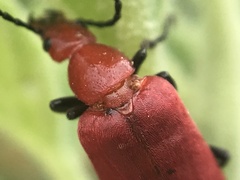 Rhyphonemognatha rufa