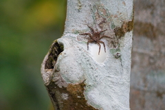 Selenops nigromaculatus