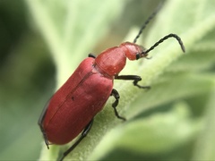 Rhyphonemognatha rufa