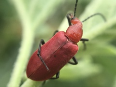 Rhyphonemognatha rufa