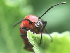 Rhyphonemognatha rufa