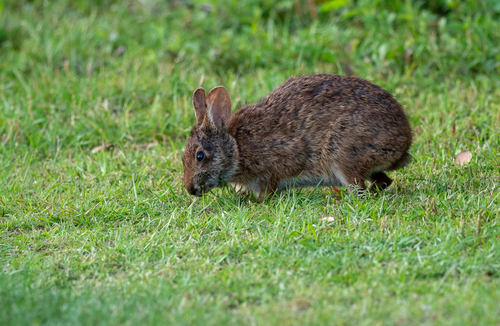 Marsh Rabbit photographed in South Carolina