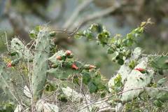 Opuntia dejecta