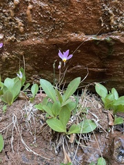 Primula pauciflora zionensis