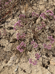 Chorizanthe staticoides