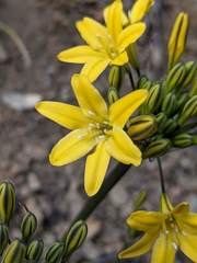 Triteleia crocea