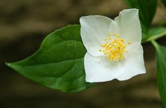 Philadelphus inodorus