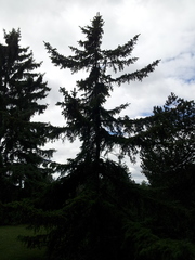 Picea jezoensis