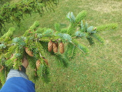 Picea jezoensis