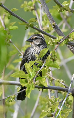 Agelaius phoeniceus