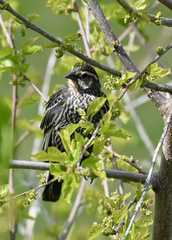 Agelaius phoeniceus